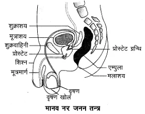 Biology class 10th Chapter 3 Notes in Hindi