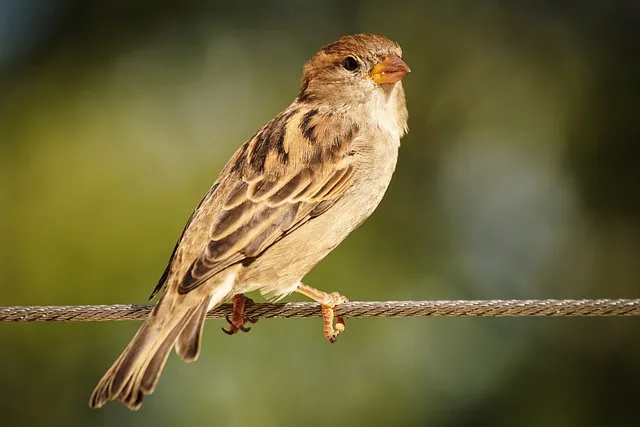 Facts About Sparrow in Hindi